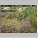 Colletes succinctus - Heidekraut-Seidenbiene Habitat.jpg